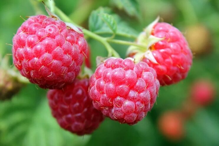 Himbeeren zur Potenzsteigerung